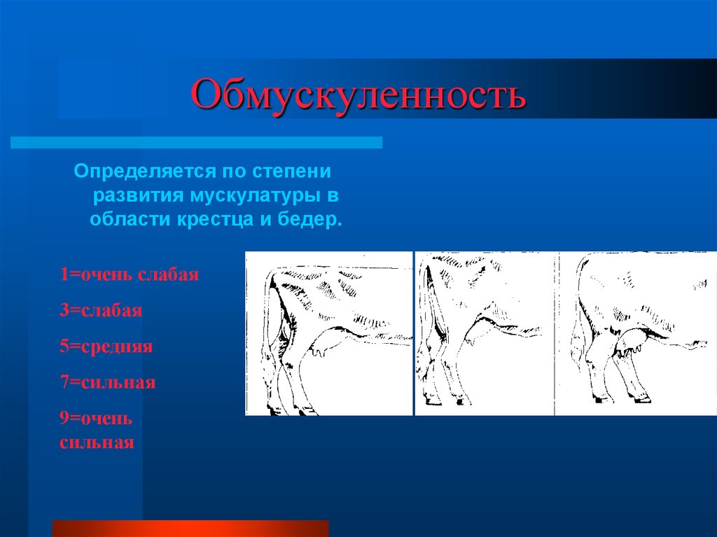 Экстерьер интерьер конституция сельскохозяйственных животных