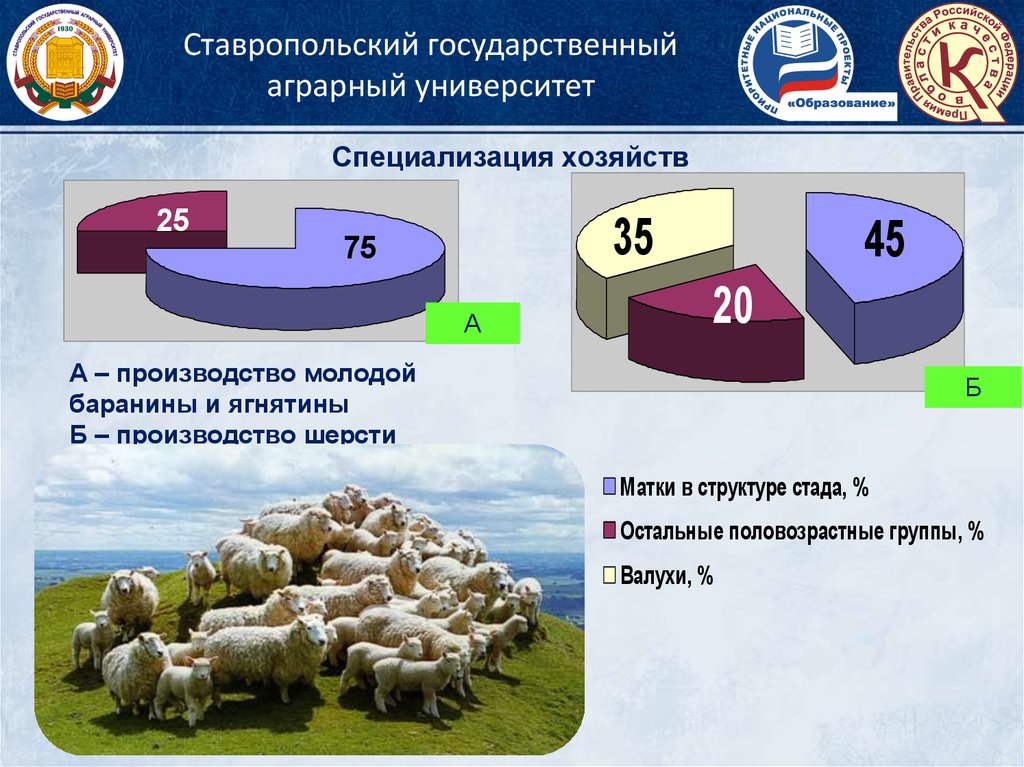 Схема технологии производства продукции овцеводства