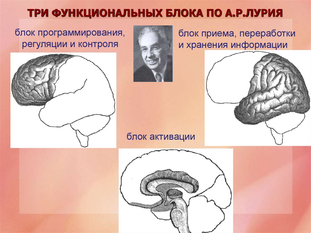 Функциональные теории мозга. Три блока головного мозга Лурия. Функции 3 блока мозга по Лурия. Теории функциональных блоков мозга а.р Лурия. 2 Блок мозга по а.р. Лурия?.