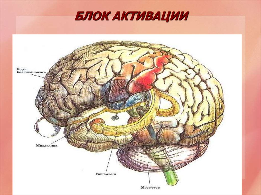 Развитие зон мозга. Строение мозга Лурия. Блоки головного мозга нейропсихология. ВПФ мозг. Три блока головного мозга.