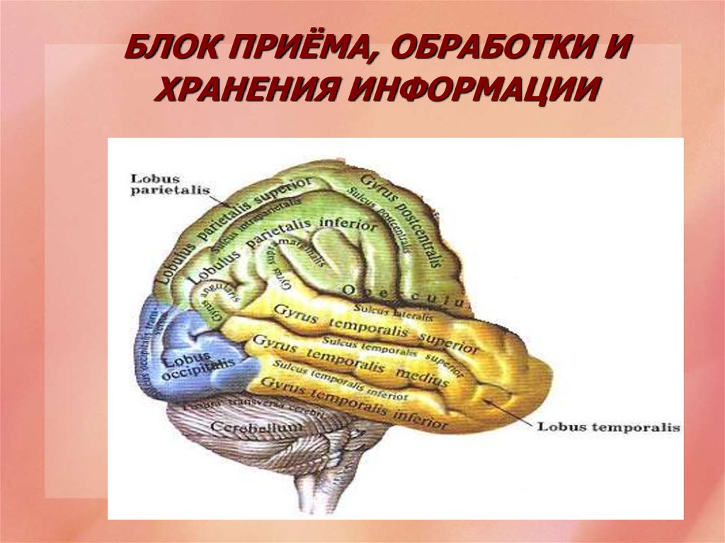 Блок мозгов. Блок приема переработки и хранения информации. Второй блок – блок приема, переработки и хранения информации. Структура 2 блок приема, переработки и хранения информации. Мозг блок приема, переработки и хранения информации.