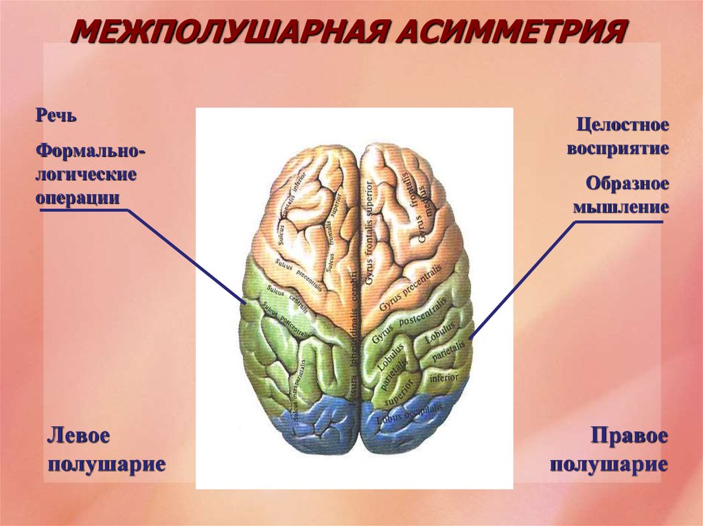 Какие функции выполняет полушария мозга. Функциональная межполушарная асимметрия головного мозга это. Асимметрия полушарий головного мозга. Межполушарная асимметрия левое полушарие правое полушарие. Межполушарная асимметрия и психические процессы.