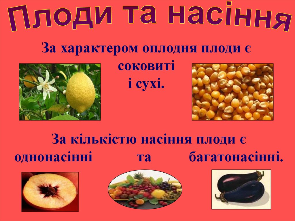 Плоди та насіння - презентация онлайн