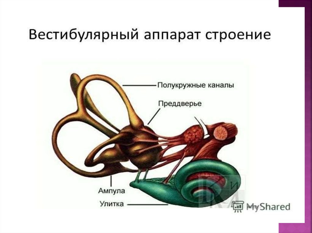 Гермафродит строение органов