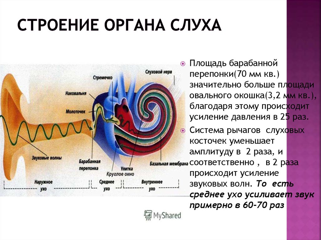 Строение органа слуха анатомия. Строение органа уха. Орган слуха усиливающий звуковые колебания