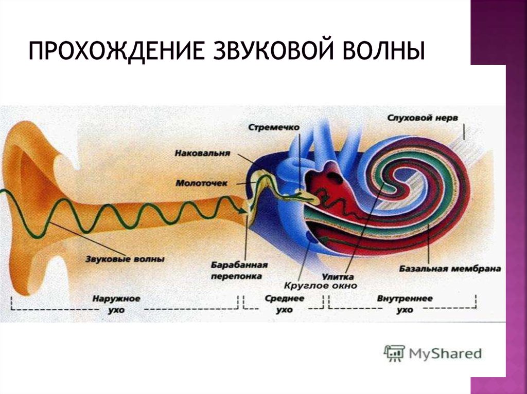 Канал передачи звука. Схема прохода звука в ухе. Схема прохождения звука через ухо. Составьте схему движения звуковой волны. Строение уха последовательность.