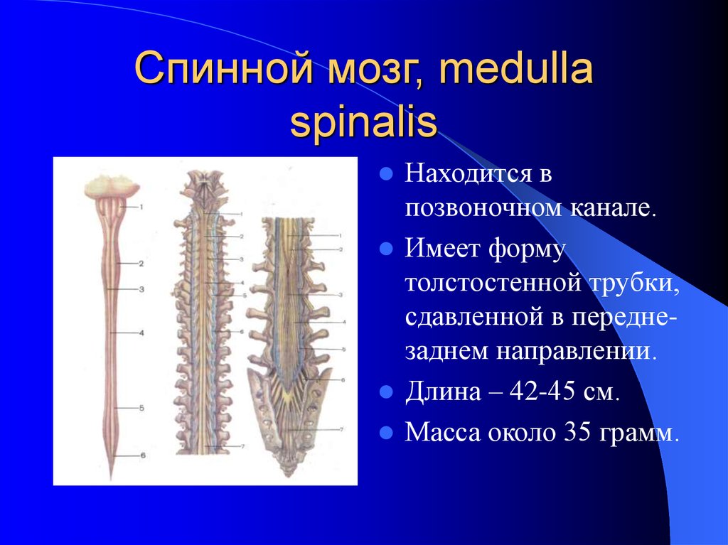 Сколько пар спинномозговых нервов отходят. Спинной мозг Medulla spinalis. Спинной мозг 31 пара нервов всего Корешков. Корешок l5 спинного мозга. Спинномозговой спинной корешок сдавливание.
