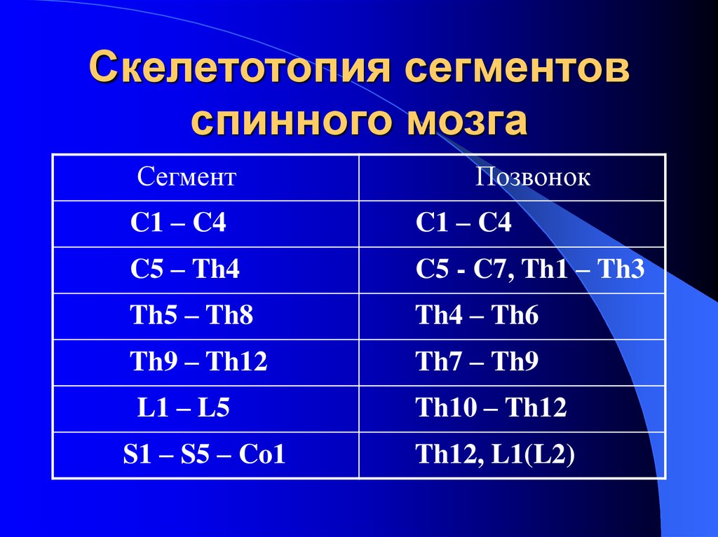 Количество сегментов. Скелетотопиясегментов спинного мозга. Скелетотопия спинного мозга. Скелетотопия сегментов спинного. Спинной мозг склетотопия.