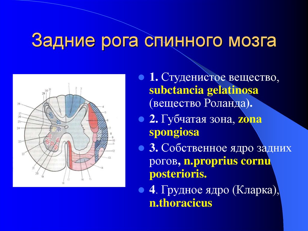 Другое название ядра. Губчатая зона задних Рогов спинного мозга. Ядра задних Рогов спинного мозга. Ядра Рогов спинного мозга анатомия. Функция ядер задних Рогов спинного мозга.