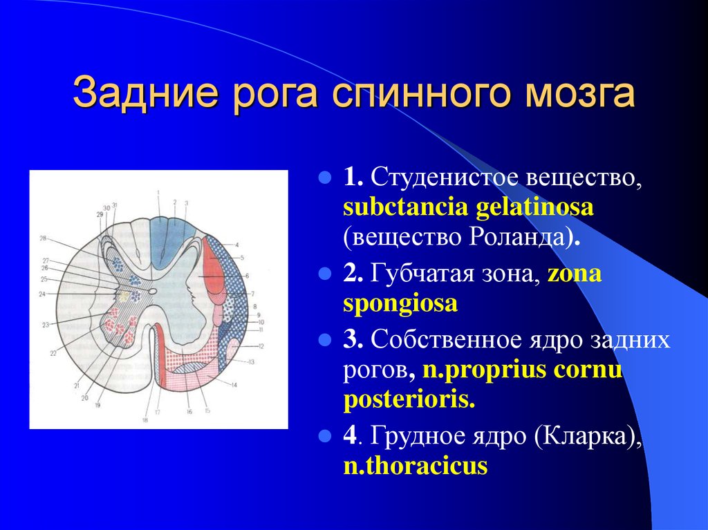 Ядра спинного мозга. Ядра заднего рога спинного мозга. Губчатая зона задних Рогов спинного мозга. Ядра задних Рогов спинного мозга. Боковые рога спинного мозга сегменты.