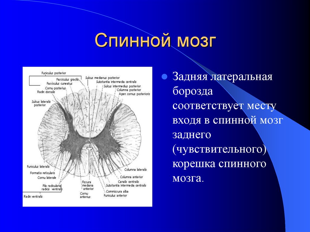 Расскажите о спинном мозге используя следующий план форма длина масса расположение