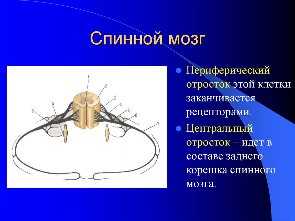 Задние корешки мозга. Отростки спинного мозга. Периферия спинного мозга это. Периферический отросток. Рецепторы спинного мозга.