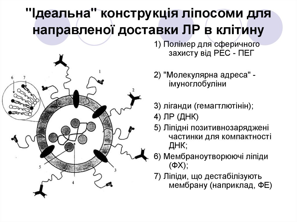 Ліпосомальні препарати - презентация онлайн
