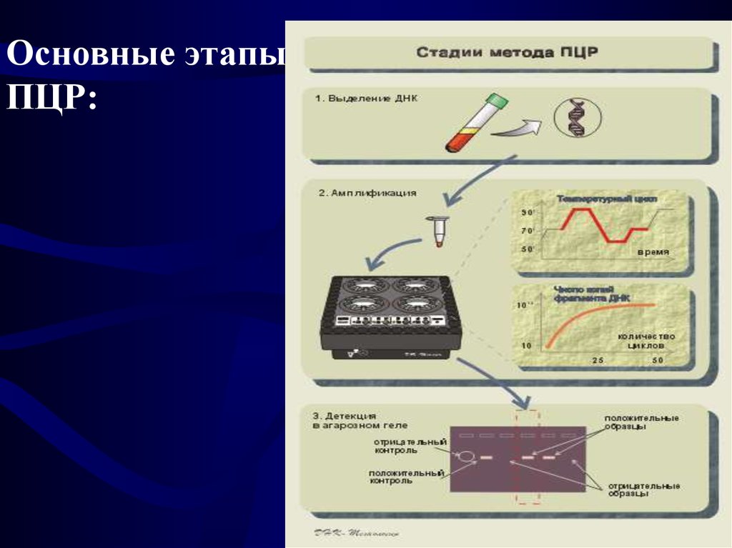 Выделение днк. Основные этапы ПЦР. Основные этапы полимеразной цепной реакции. Этапы метода ПЦР. Стадии метода ПЦР.