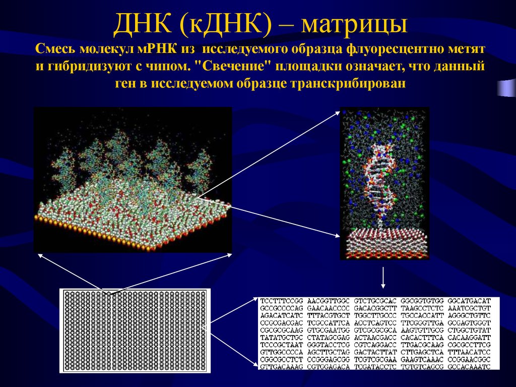 Матрица днк. Матричная ДНК. Генетическая матрица. Человек и матрица ДНК. Матрица в биологии это ДНК.