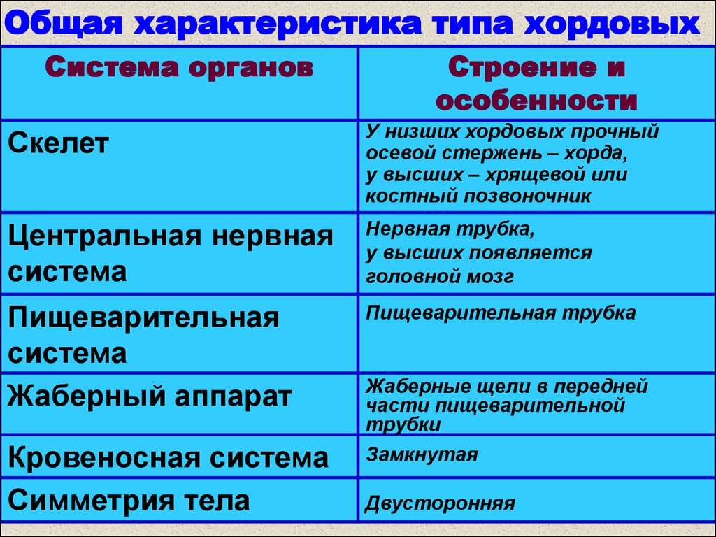 Схема классификации типа хордовых таблица word