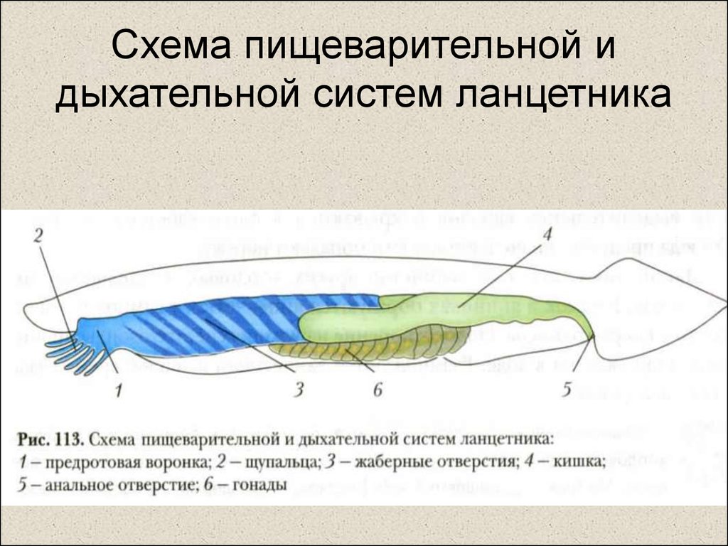 Общий план строения хордовых расположив их внутренние органы в верной последовательности