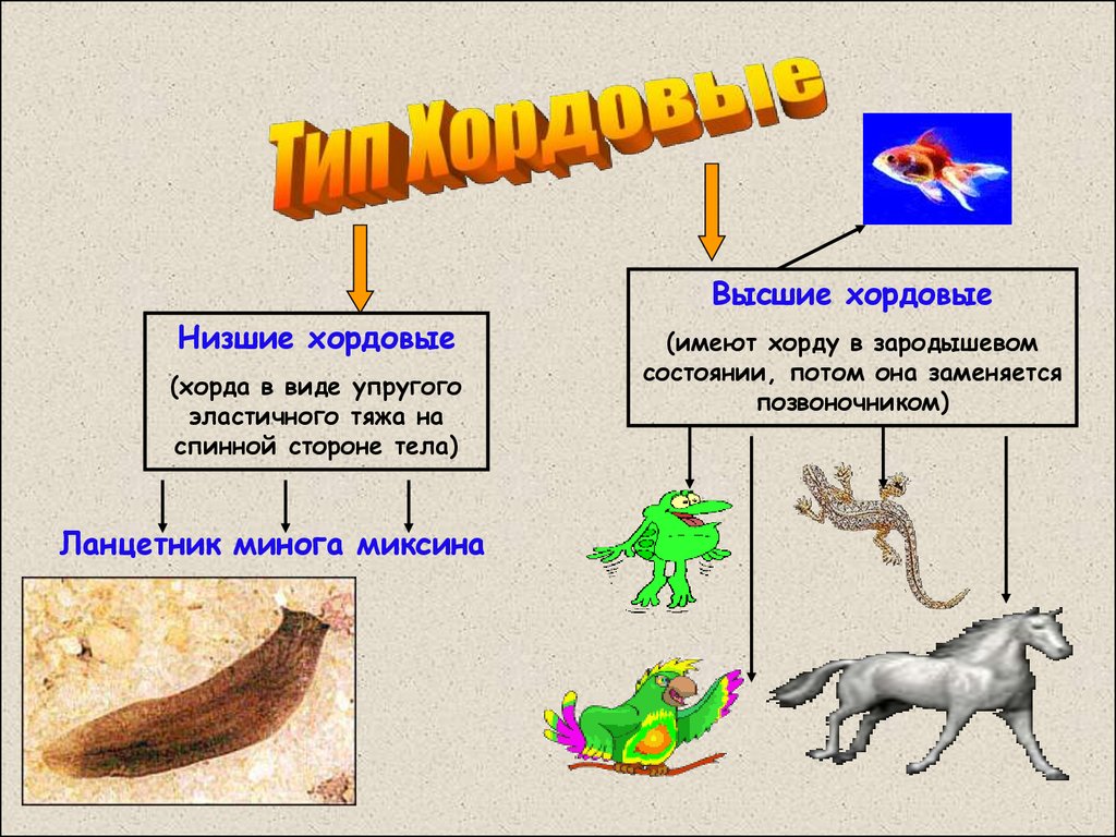 Тип хордовые презентация