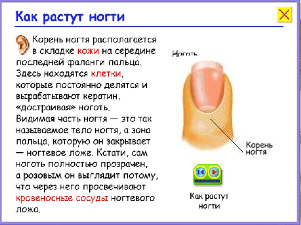 Корни ногтей находятся. Строение ногтя. Корень ногтевой пластины. Ногтевая пластина растет. Ногти строение и функции.