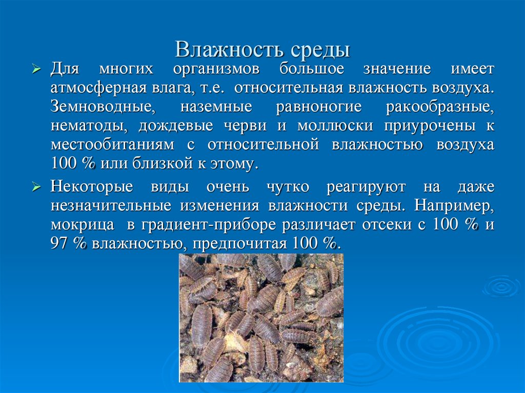 Что означает окружение. Влажность среды. Влажная среда. Картинки влажность среды. Минеральное значение влажности среды.