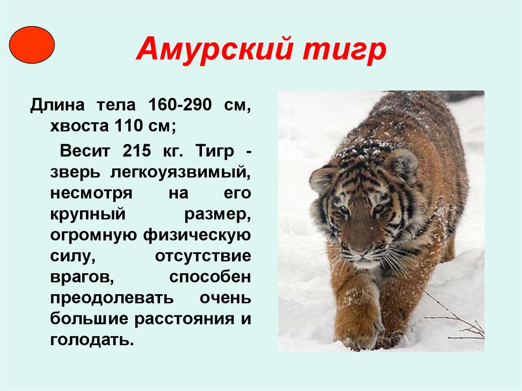 Книга про амурского тигра. Красная книга России животных Амурский тигр описание. Животные из красной книги России Амурский тигр рассказ. Амурский красная книга Амурский тигр. Амурский тигр красная книга России 2 класс.