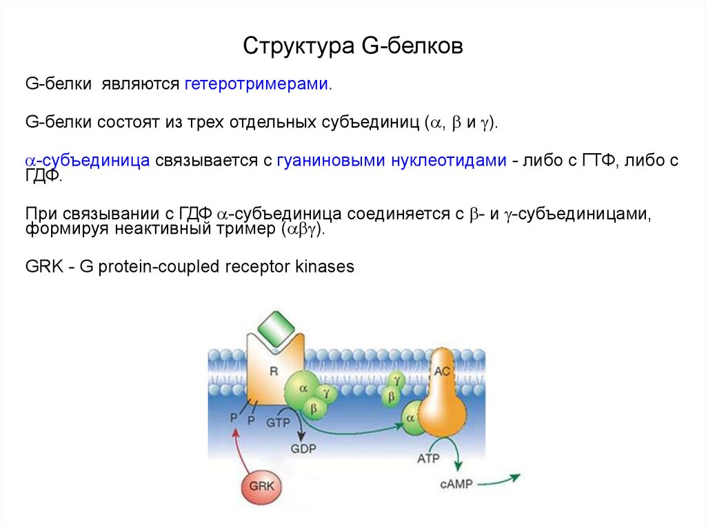 Белки свойства биохимия. Строение g белков биохимия. Механизм действия g белка. Строение Джи белка. Джи белок строение.