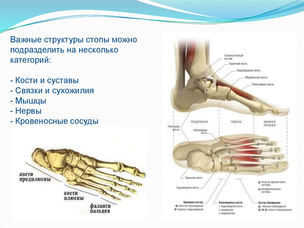 Строение стопы человека фото с описанием