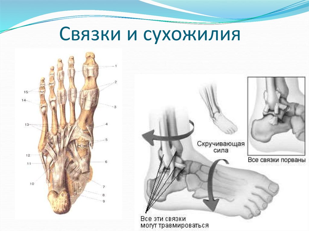 Виды связок. Связки и сухожилия. Связки человека. Связки и сухожилия человека. Сухожильная связка.