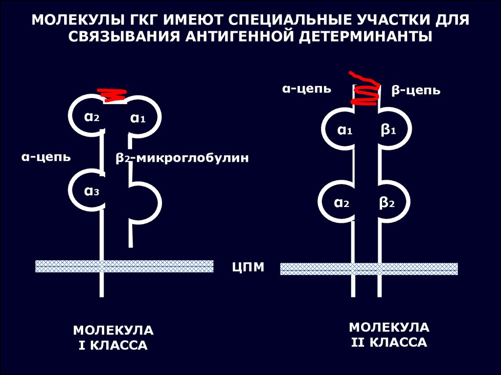 Главный комплекс. Молекулы главного комплекса гистосовместимости (МНС) II класса:. Строение главного комплекса гистосовместимости 1 класса. Молекулы главного комплекса гистосовместимости 1 класса. Схема строения главного комплекса гистосовместимости.