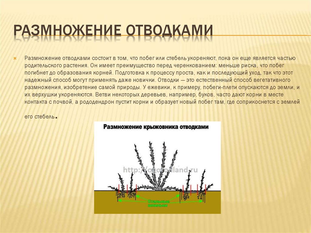 Отводка вегетативное размножение. Размножение смородины отводками. Вегетативное размножение смородины. Размножение кустарников отводками. Вегетативное размножение отводка растений.