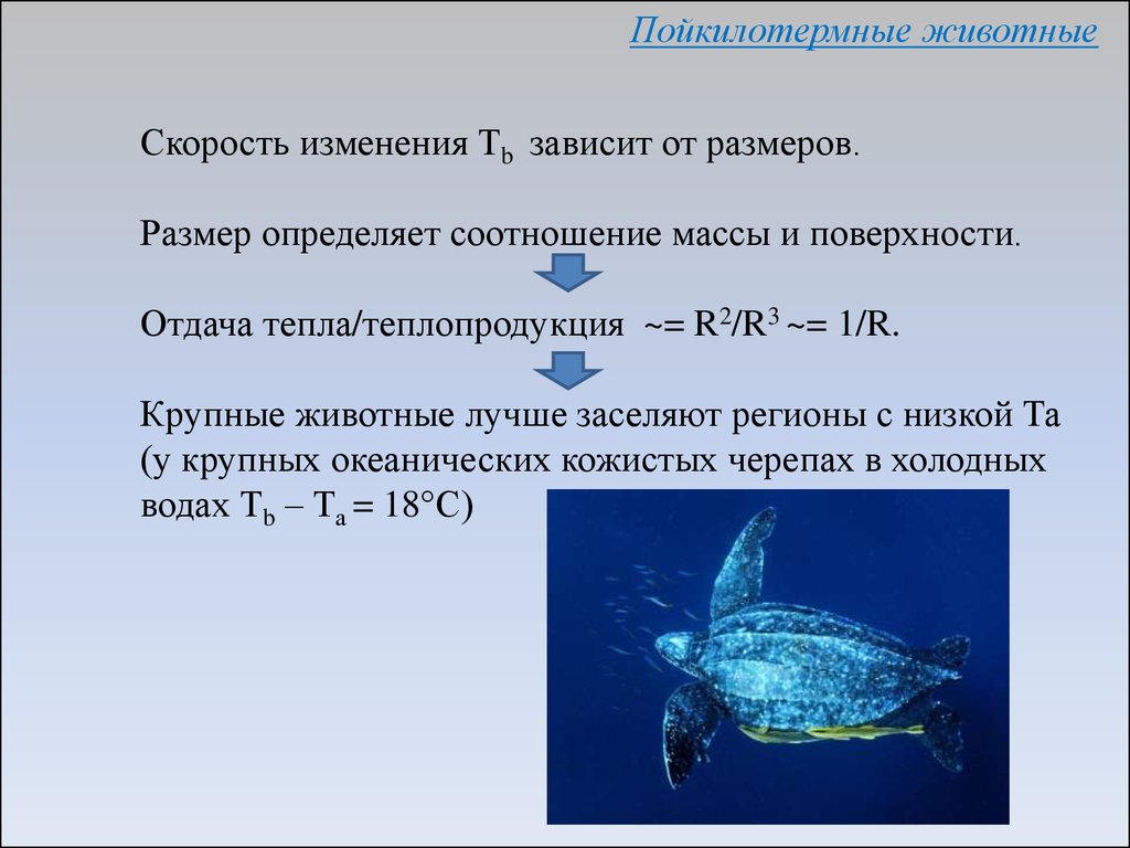 Пойкилотермные животные. Теплообмен водных животных. Пойкилотермные организмы скорость организма. Габариты скорость животных. Соотношение массы и воды животных.