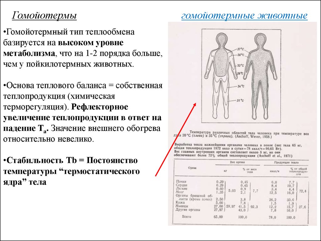 Теплообмен тела человека