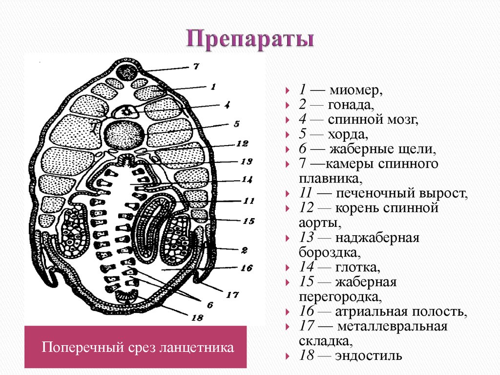 Поперечный разрез ланцетника