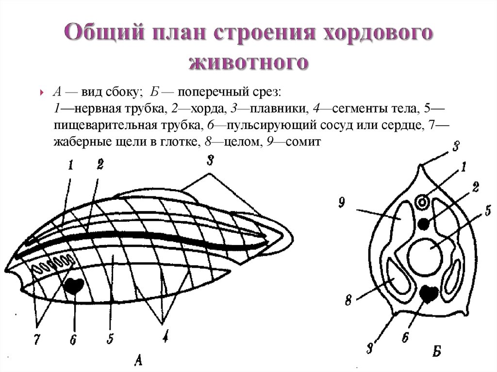 Общий план строения хордовых