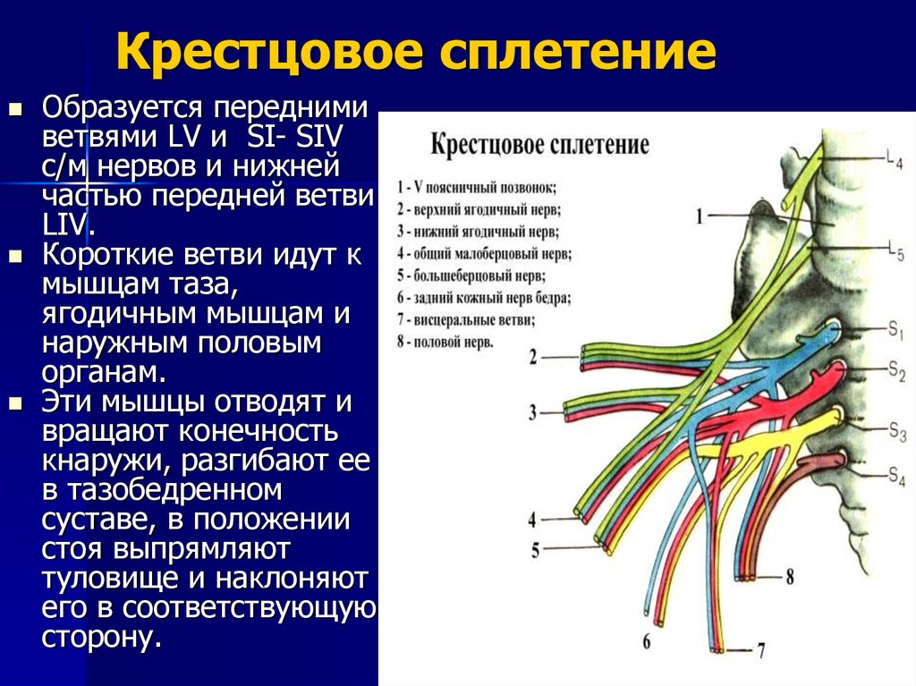 Крестцовое сплетение картинки