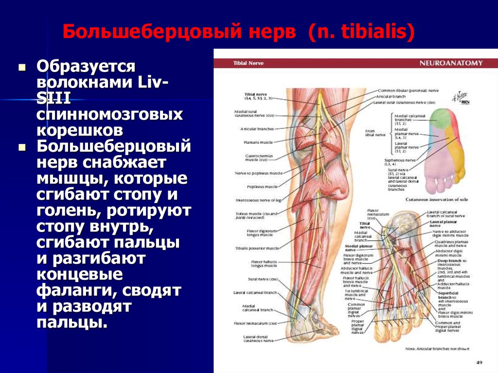 Атрофия латынь. Нейропатия малоберцового нерва анатомия. Большеберцовый нерв иннервирует мышцы. Зона иннервации большеберцового нерва. Большеберцовый нерв анатомия иннервация.