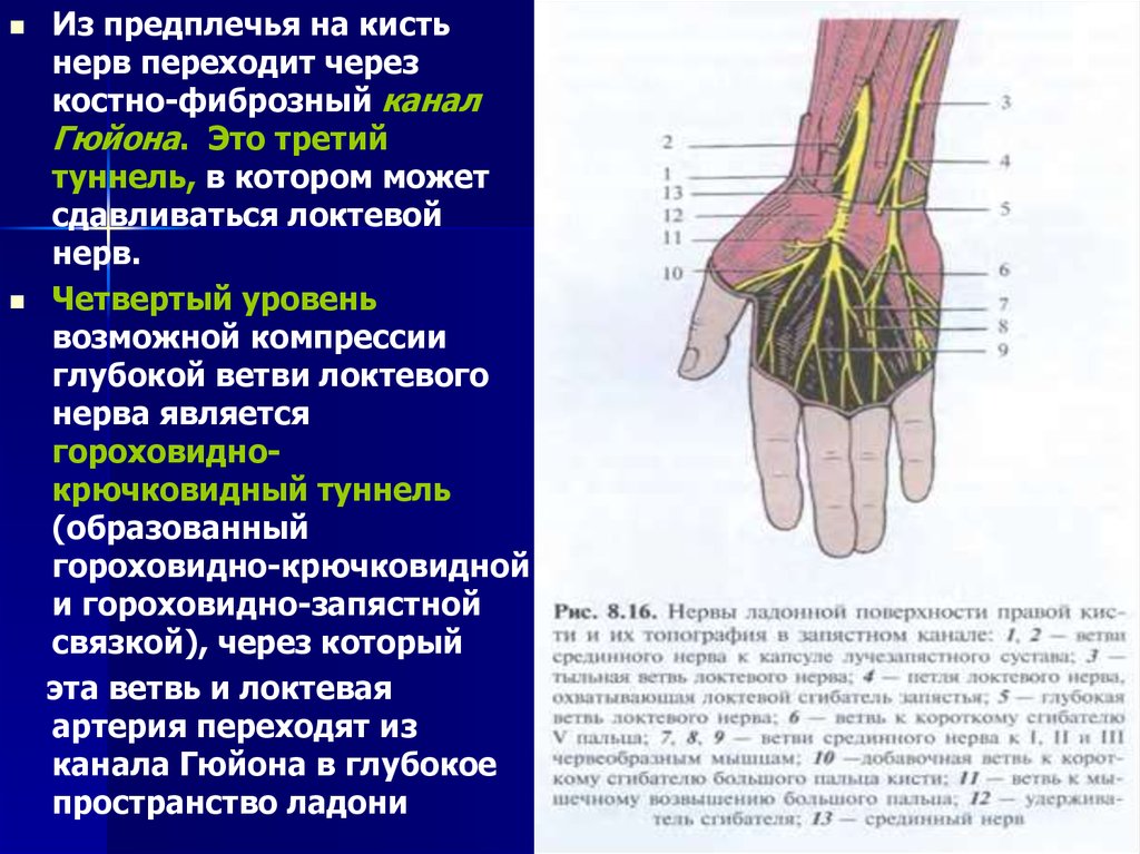 Нервы в правой руке