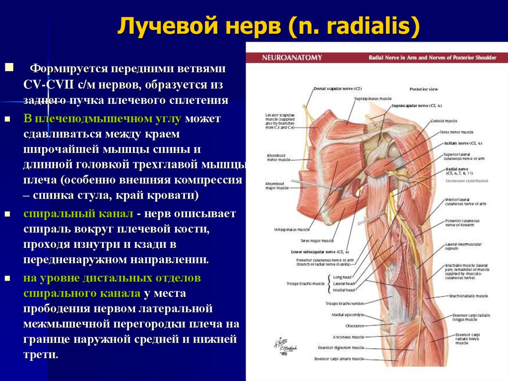 Границе верхней и средней трети. Топография лучевого нерва топографическая анатомия. Лучевой нерв в средней трети плеча. Плечевое сплетение лучевой нерв. Лучевой нерв анатомия иннервация.