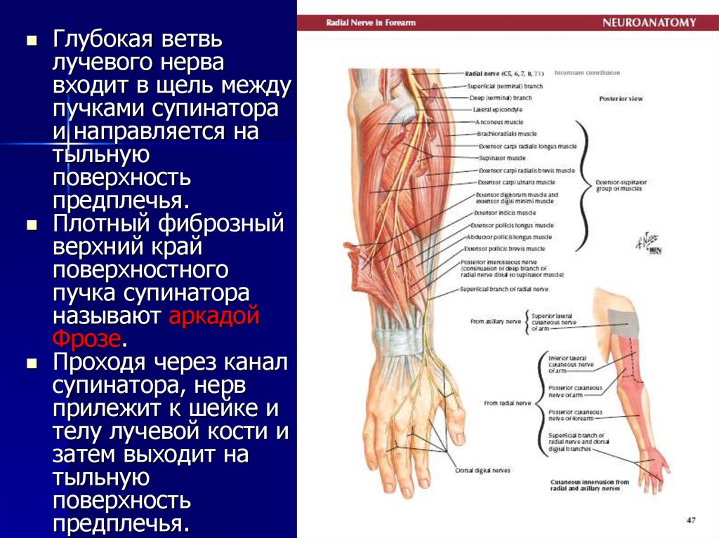 Поверхностная ветвь. Лучевой нерв в нижней трети плеча. Анатомия поверхностной ветви лучевого нерва. Поверхностная ветвь лучевого нерва латынь. Радиальный нерв предплечья.