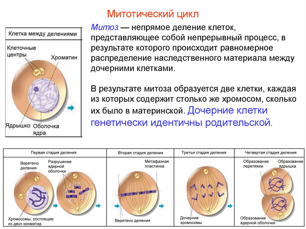 В результате митоза одна материнская клетка. Таблица митоз-Непрямое деление клетки. Процессы происходящие при делении клетки. Митотический цикл клетки клетки. Митоз Тип клеточного деления в результате которого.