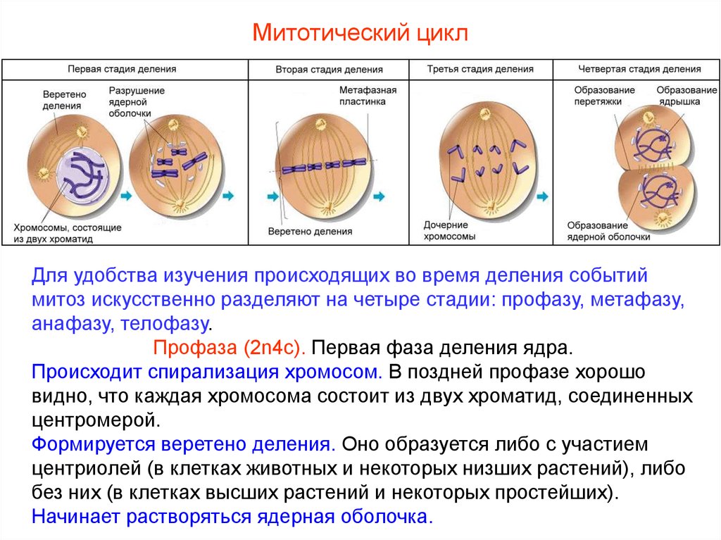 В профазе происходит спирализация хромосом. Фазы митотического деления. Фазы митотического деления клетки. Митотическое деление стадии. Процесс митотического деления клетки.