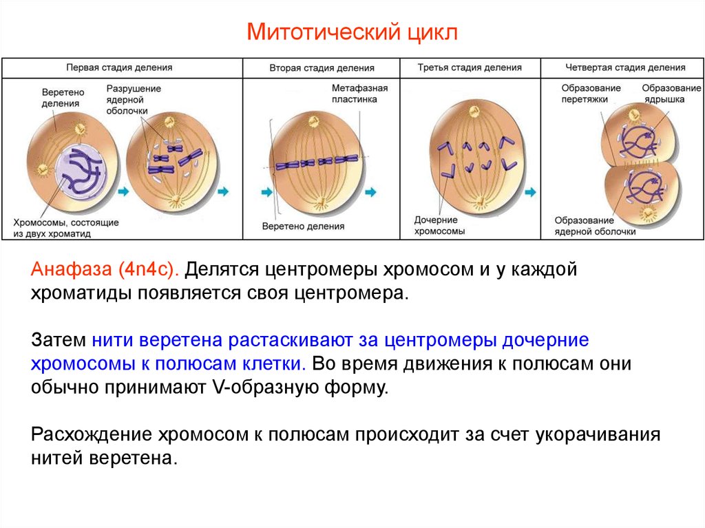 Какие клетки способны к делению. Этапы деления клетки фазы. Митоз биология 8 класс. Митотического цикла клетки. 2 Фаза митоза.