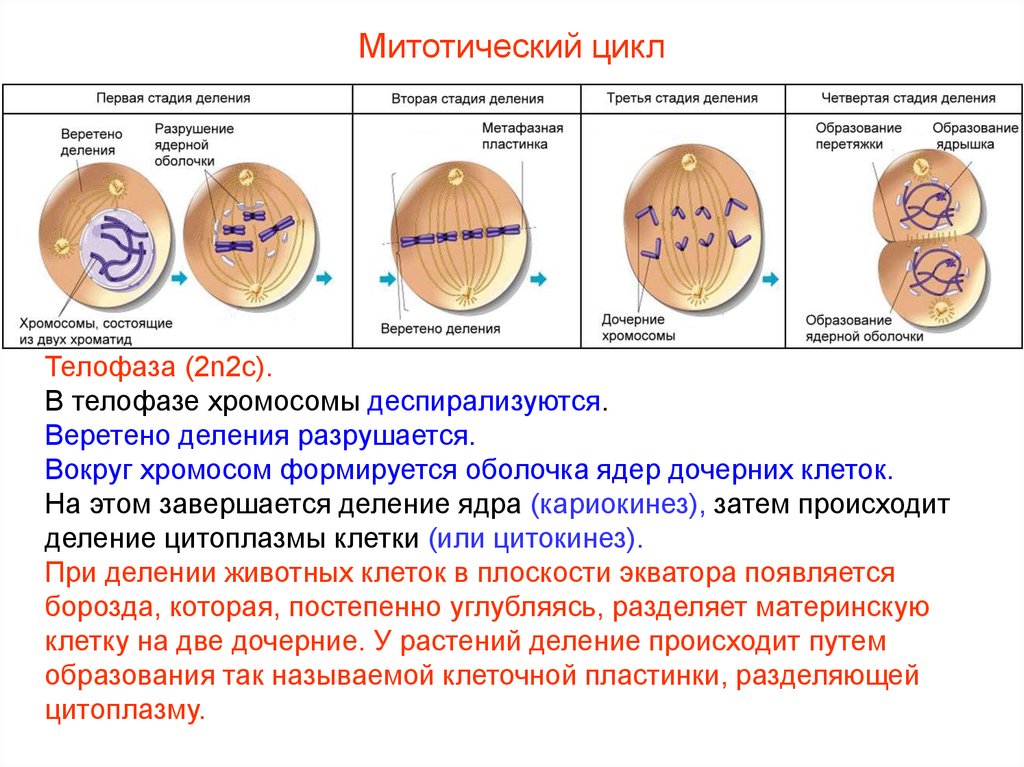 Многократное деление клетки. Типы деления клеток митоз. Телофаза 2n2c. Фаза процесс результат митоз. Митотическое деление клетки процессы.
