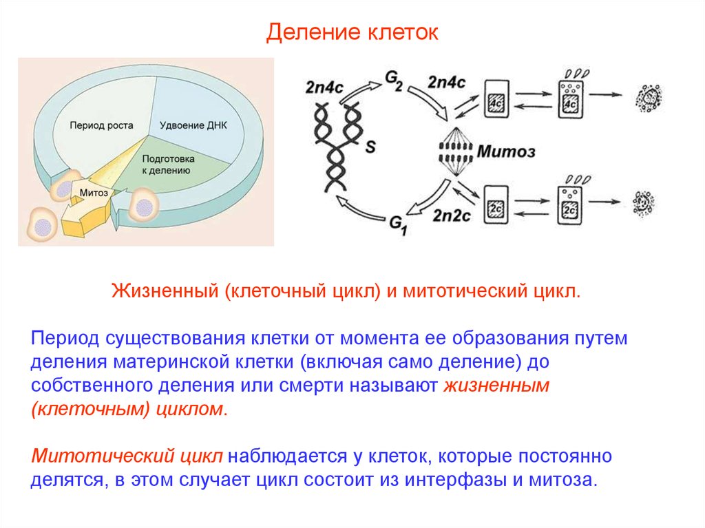 Циклы клеточного деления. Периодизация митотического цикла. Клеточный и митотический циклы. Период существования клетки от момента ее образования. Цикл клеточного деления.