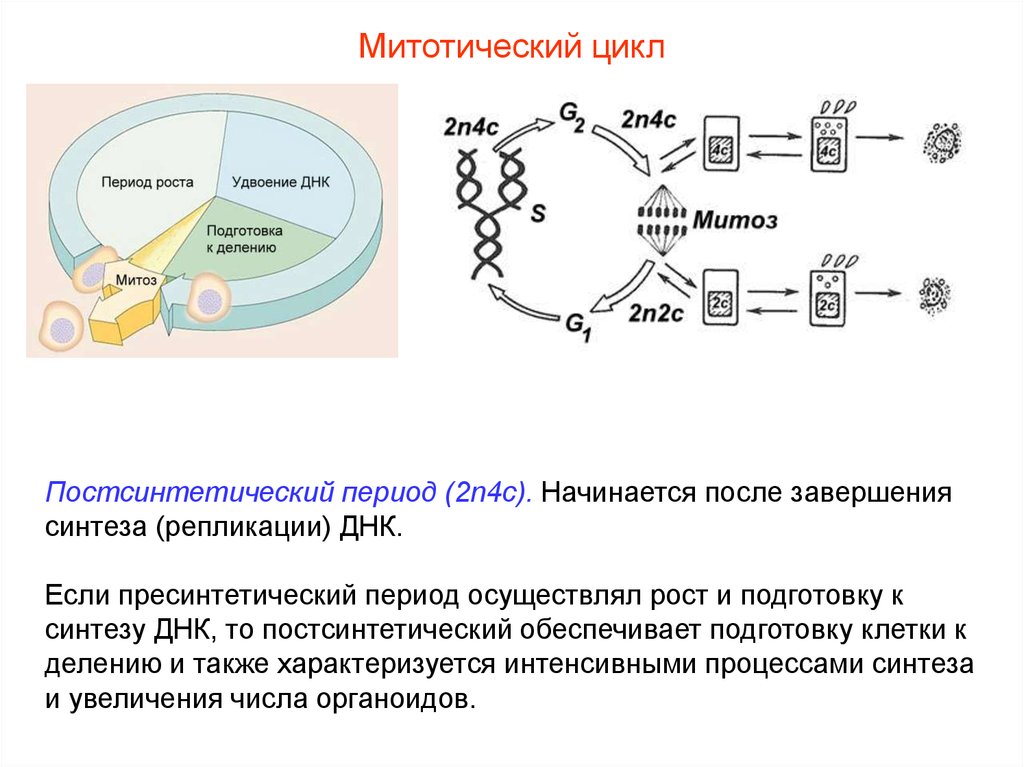 Деление клетки митотический цикл. Митотический цикл. ДНК пресинтетический период. Синтез ДНК митоз. Подготовка к синтезу ДНК.
