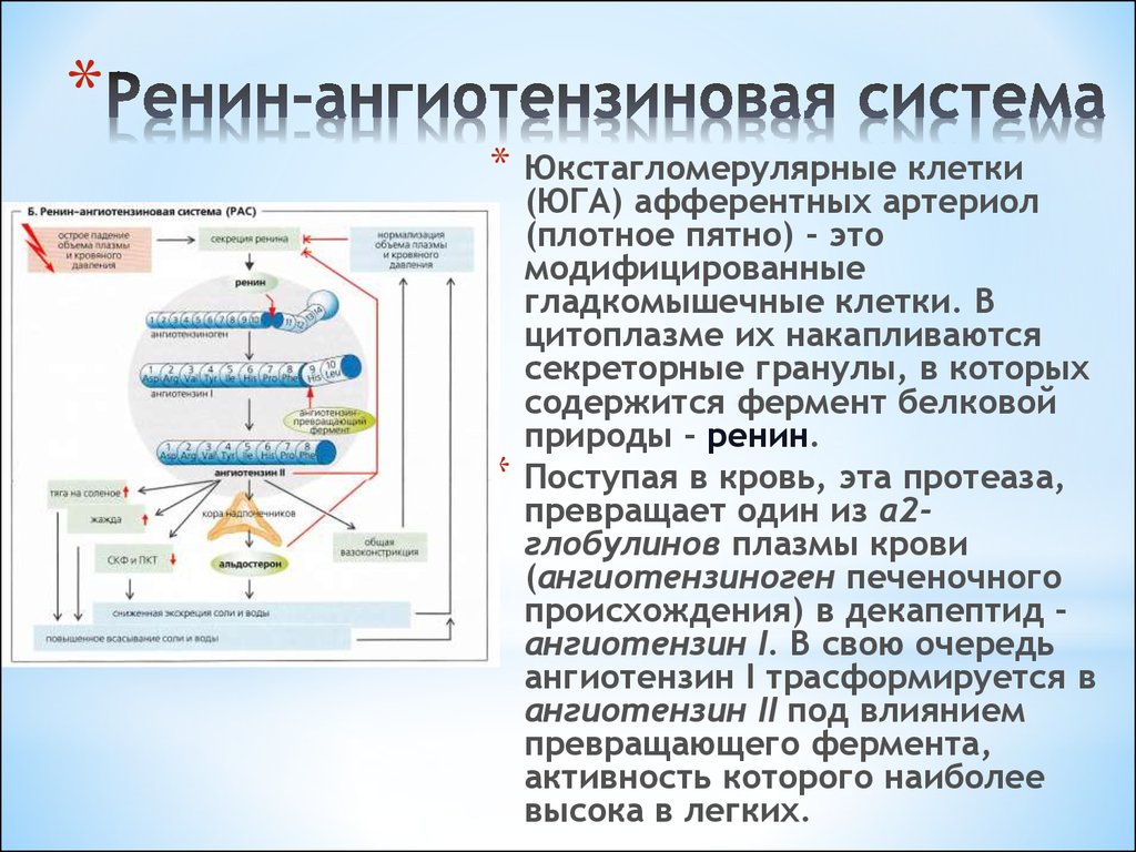 Схема механизмов регуляции информационного стресса