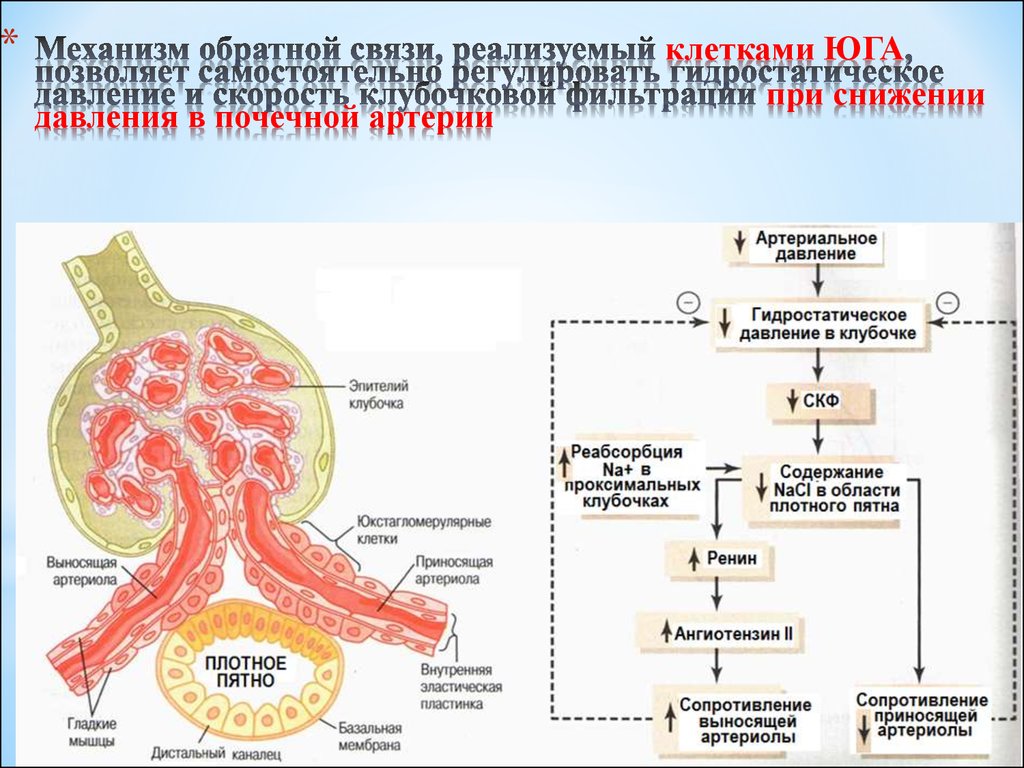 Механизм обратной. Секретируют ренин клетки юкстагломерулярного аппарата:. Гормоны Юга (юкстагломерулярного аппарата) почек.. Юкстагломерулярный аппарат почек ренин. Ренин секретируется клетками.