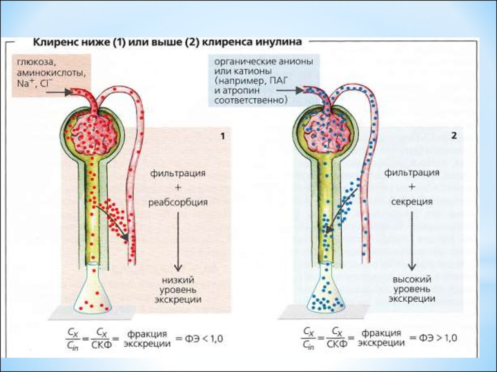 Фильтрация почек. Механизмы+фильтрация реабсорбция и секреция в почках. Механизм канальцевой секреции схема. Механизм клубочковой фильтрации схема. Фильтрация реабсорбция секреция в почках.