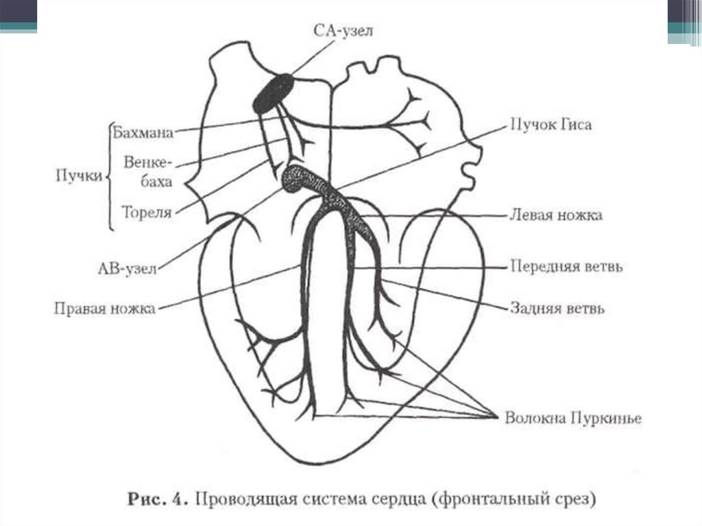 Проводящие пути сердца схема