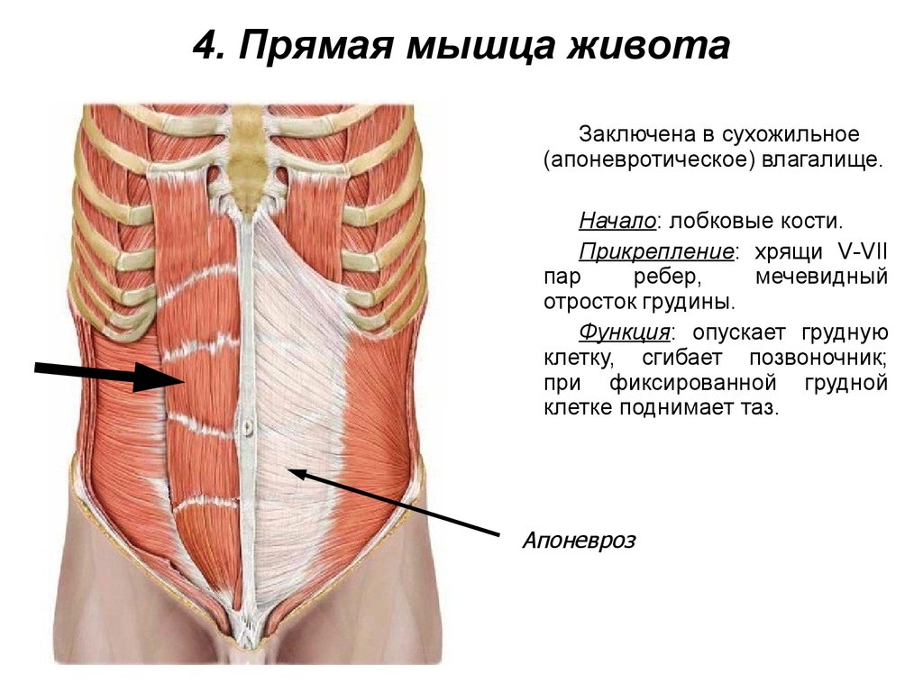 Боль брюшной стенки живота. Мышцы живота вид спереди. Поперечная косая мышца живота функции. Поперечная мышца живота начало и прикрепление.